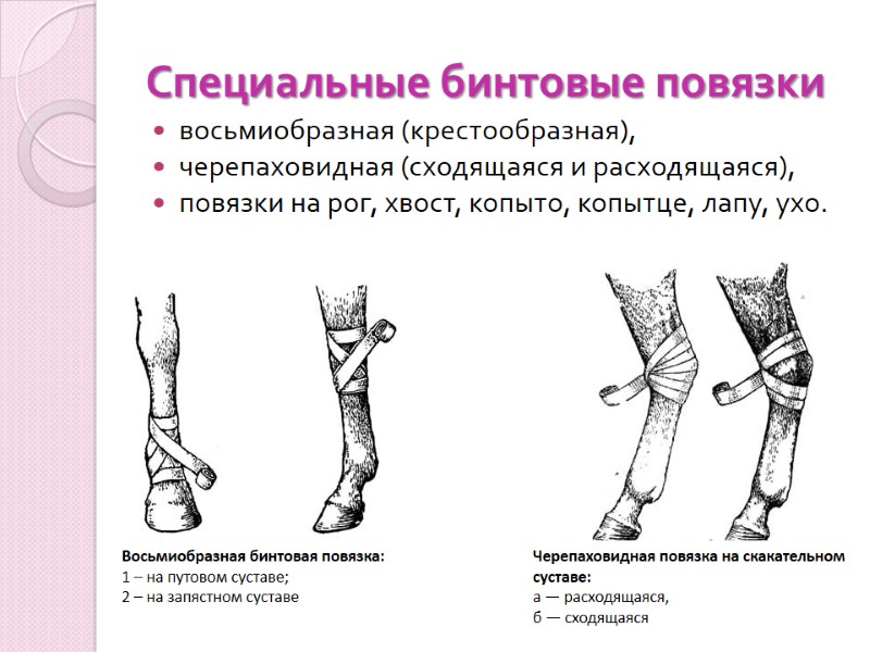 Специальные бинтовые повязки восьмиобразная (крестообразная), черепаховидная (сходящаяся и расходящаяся), повязки на рог, хвост, копыто,